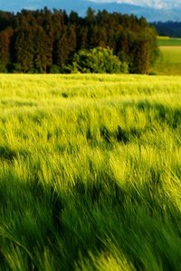 Wallpapers Iphone Landschap en natuur 