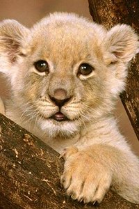 Leeuwen Wallpapers Iphone 