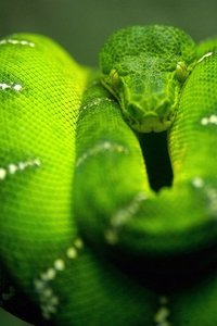 Reptielen Wallpapers Iphone 