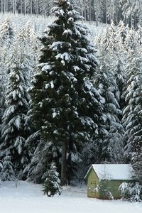 Sneeuw Wallpapers Iphone 