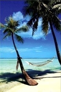 Strand Wallpapers Iphone Hangmat Zee Palmbomen Strand Hawaii