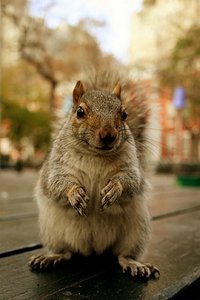 Wallpapers Iphone Zoogdieren 