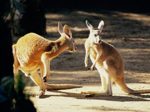 Australie Wallpapers 