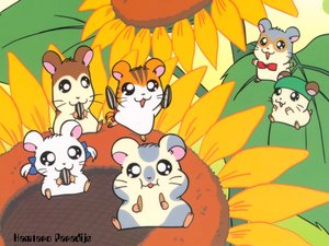 Hamtaro Wallpapers 