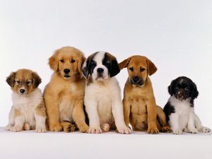 Honden Wallpapers Leuke Hondjes Op Een Rij Wallpaper