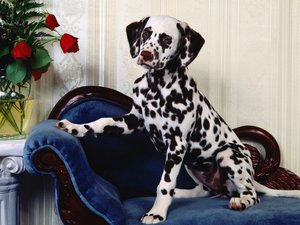 Honden Wallpapers Hond Dalmatieer