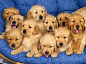 Honden Wallpapers Puppy Wallpaper