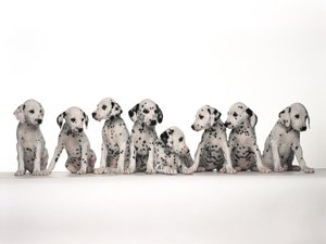Honden Wallpapers Honden Wallpaper Dalmatiers