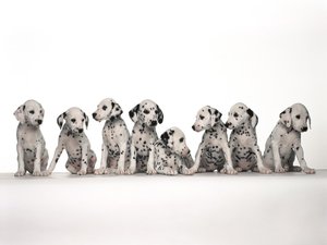 Honden Wallpapers Honden Wallpaper Dalmatiers