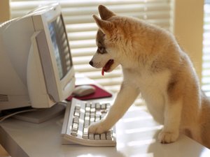 Honden Wallpapers Hond Achter Computer