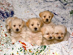 Honden Wallpapers 