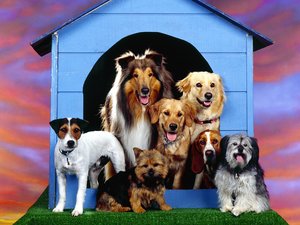 Honden Wallpapers Honden Familie
