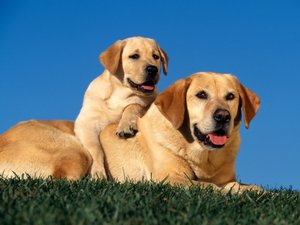 Honden Wallpapers Moeder Bij Pup. Golden Retriever