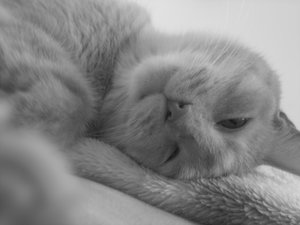 Katten Wallpapers 