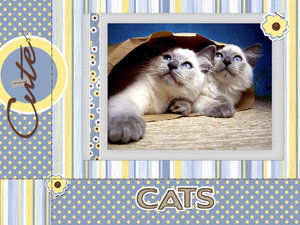 Katten Wallpapers 