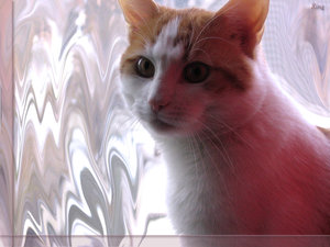 Katten Wallpapers 