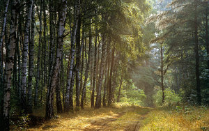 Wallpapers Landschap Bos Zonlicht