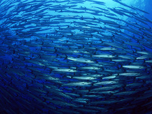 Wallpapers Onder water 