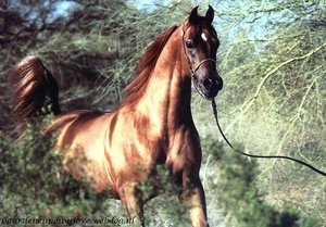 Paarden Wallpapers 
