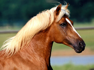 Paarden Wallpapers 