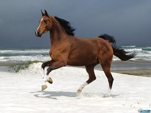 Paarden Wallpapers Paard Op Het Strand Draven