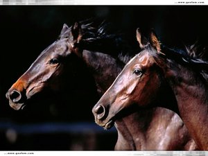 Paarden Wallpapers 