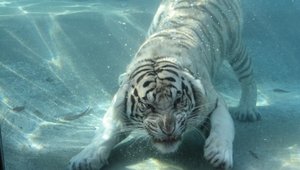 Wallpapers Psp 