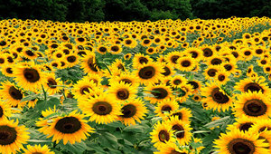 Wallpapers Psp Zonnebloemen Veld