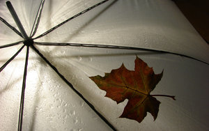 Regen Wallpapers Paraplu Met Herfstblad In Regen
