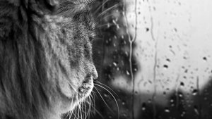 Regen Wallpapers Kat Kijkt Uit Het Raam Naar Regen