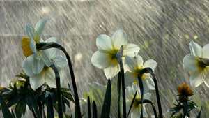 Regen Wallpapers Lelies In De Regen