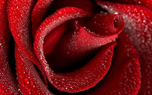 Rozen Wallpapers 