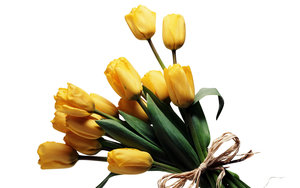 Tulpen Wallpapers 