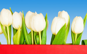 Tulpen Wallpapers 