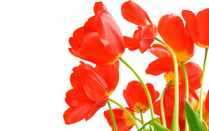 Tulpen Wallpapers 