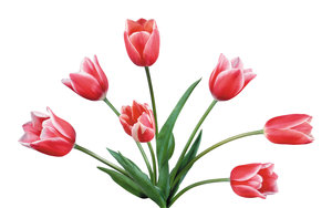 Tulpen Wallpapers 