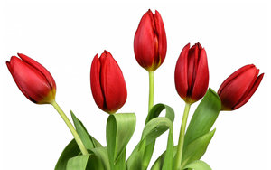 Tulpen Wallpapers 