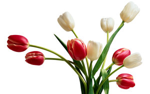 Tulpen Wallpapers 