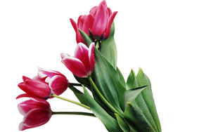 Tulpen Wallpapers 