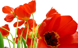 Tulpen Wallpapers 