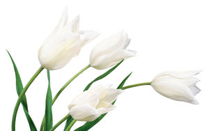 Tulpen Wallpapers 