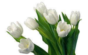 Tulpen Wallpapers 