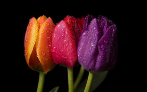 Tulpen Wallpapers 