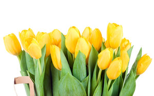 Tulpen Wallpapers 