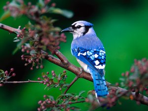 Vogels Wallpapers 