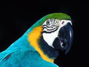 Vogels Wallpapers 