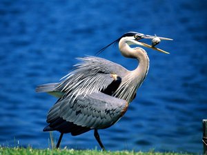 Vogels Wallpapers 