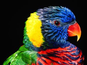 Vogels Wallpapers 