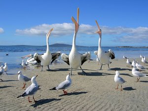 Vogels Wallpapers 
