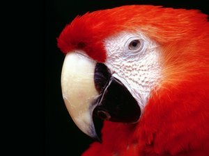 Vogels Wallpapers 